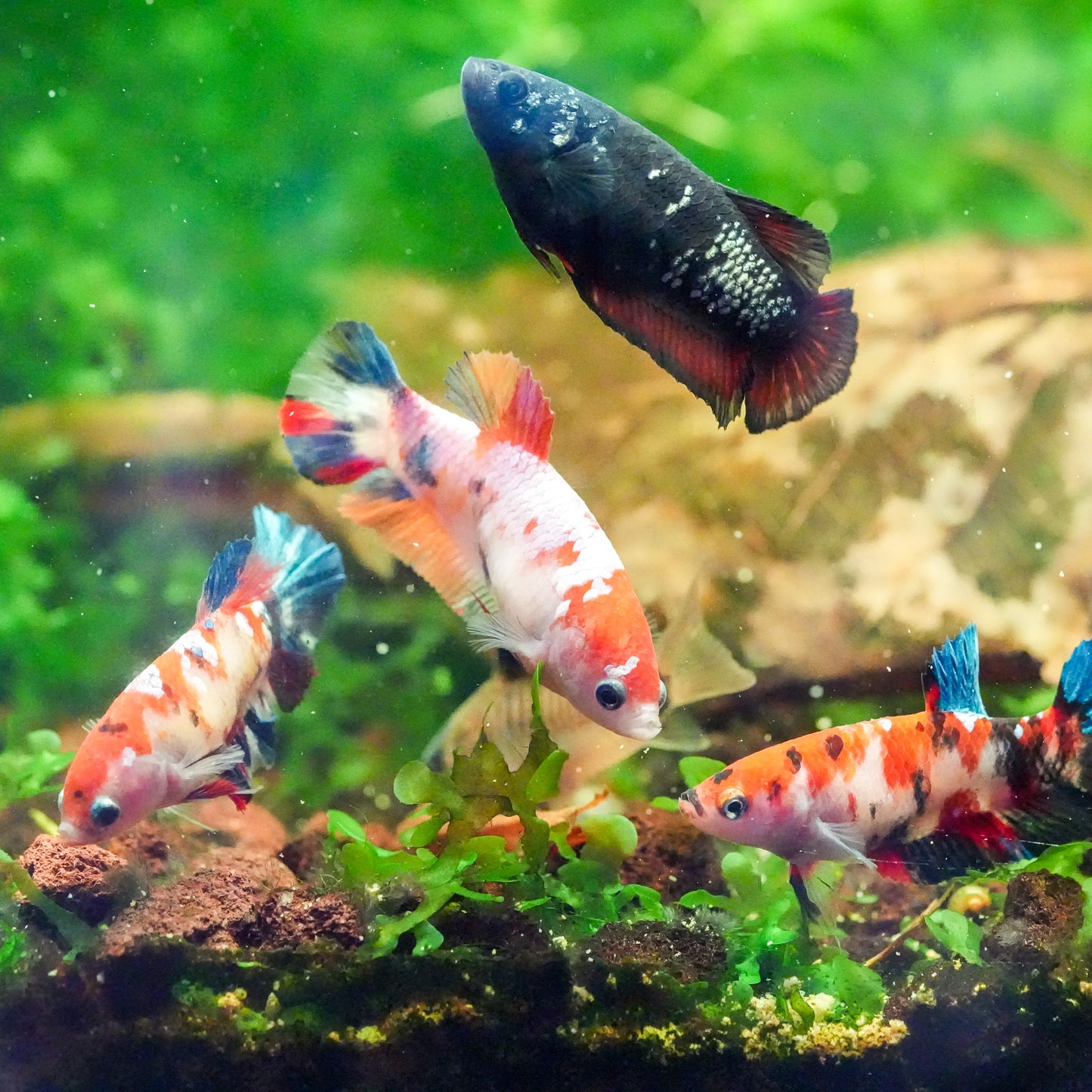 Black Copper Female Betta Fish