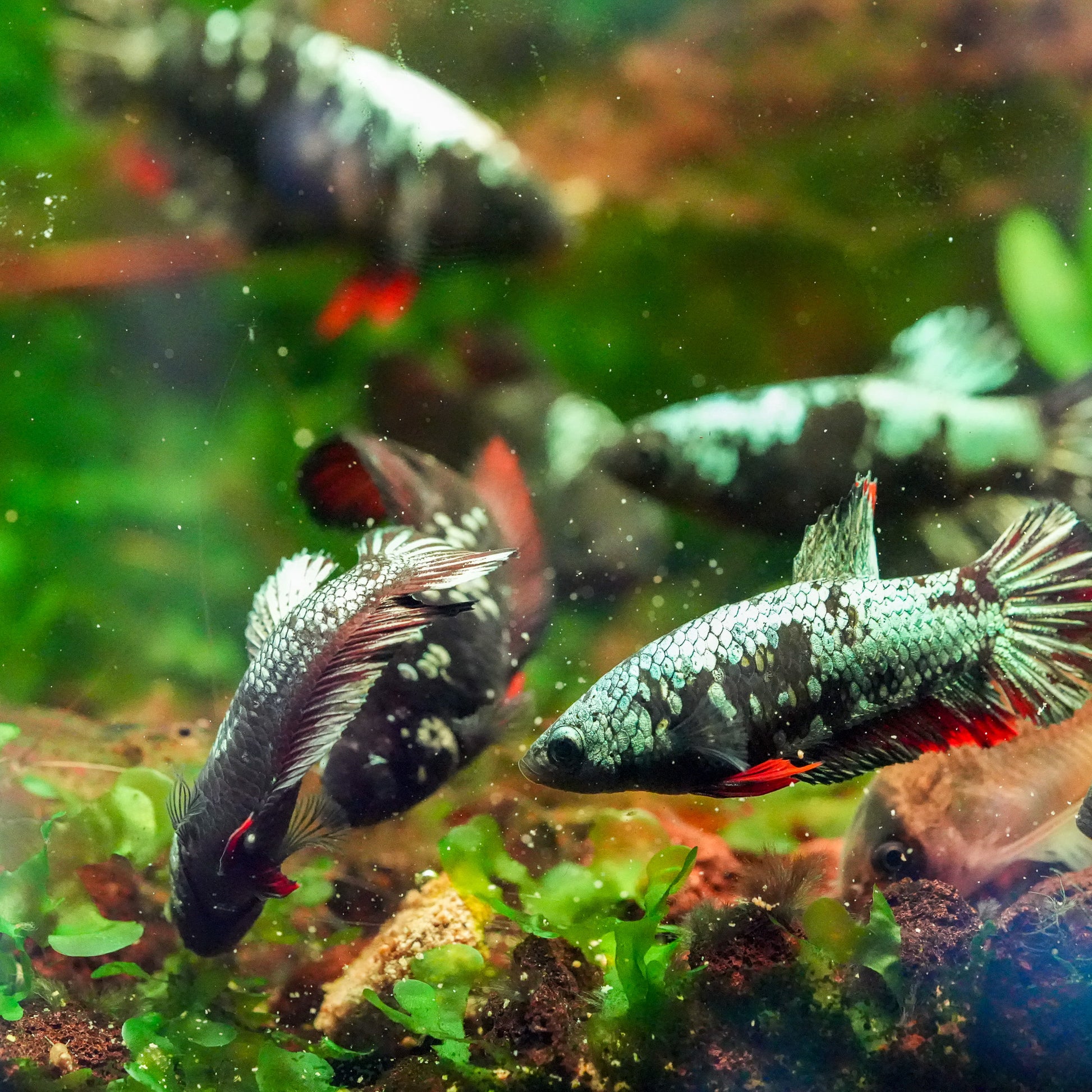 Black Copper Female Betta Fish