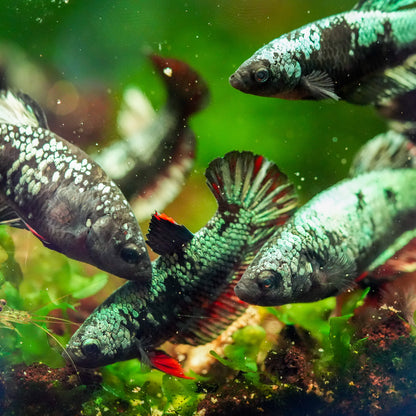 Black Copper Female Betta Fish