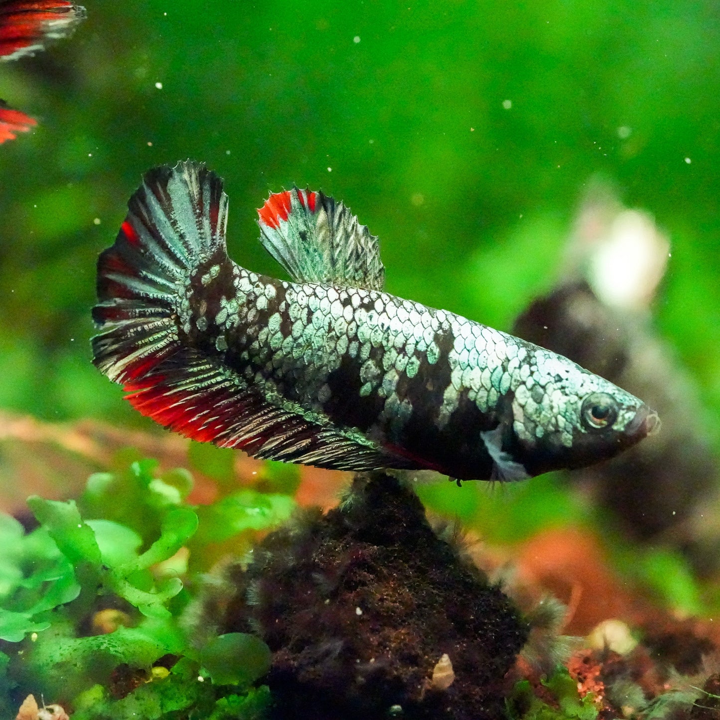 Black Copper Female Betta Fish