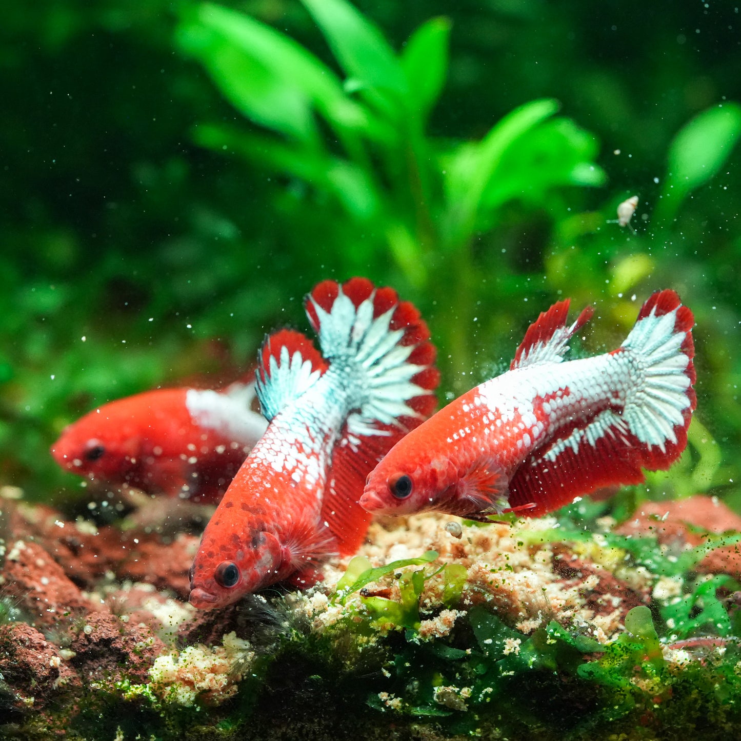 Red Fancy Copper White Scale Female Betta Fish