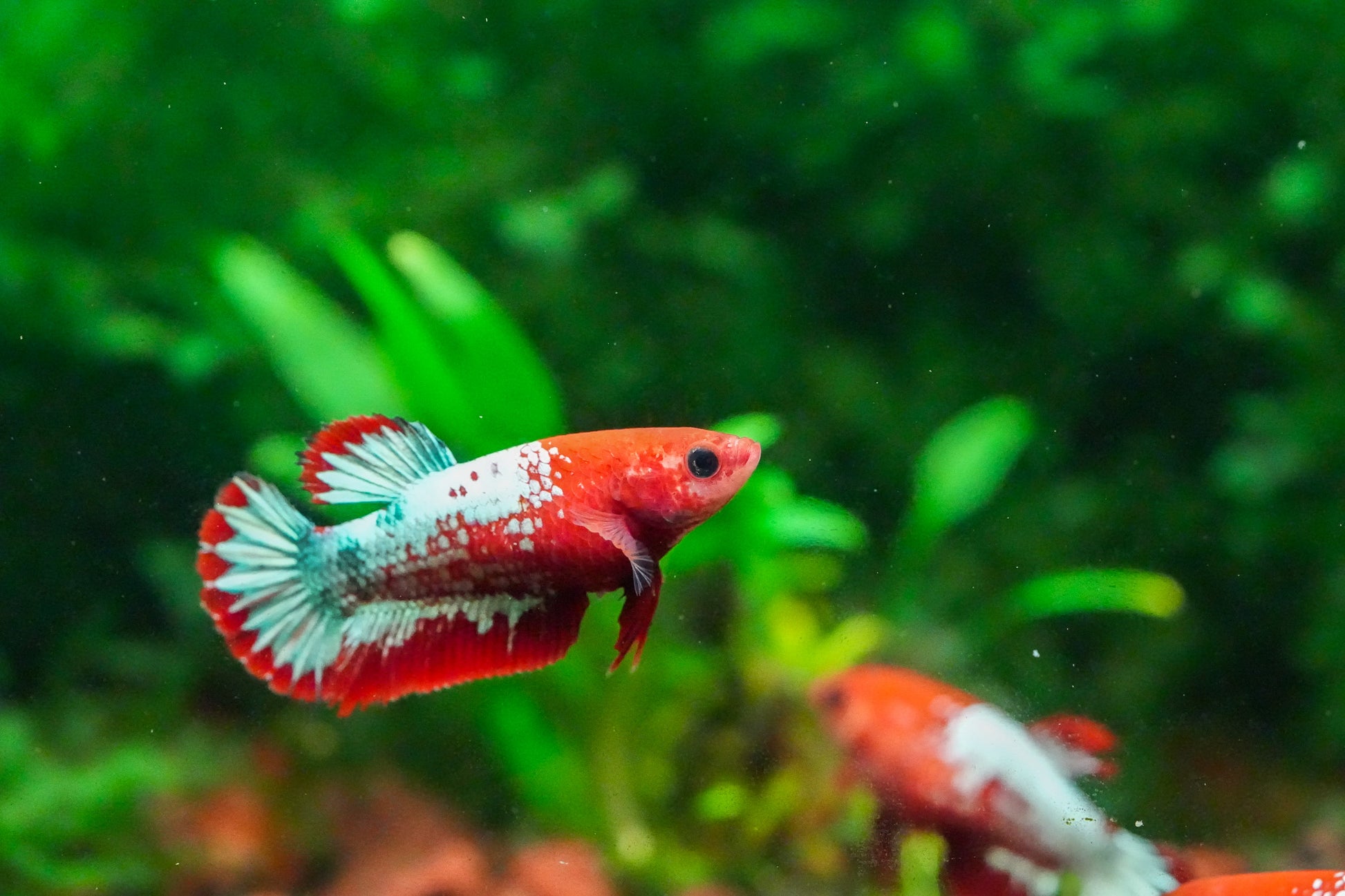 Red Fancy Copper White Scale Female Betta Fish