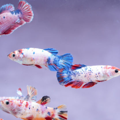 Koi Nemo Candy Full Scale Female Betta Fish