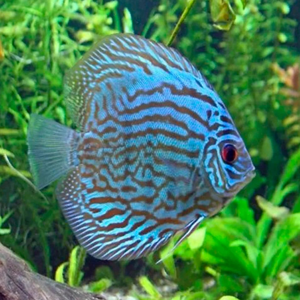 Blue Turquois Discus Fish