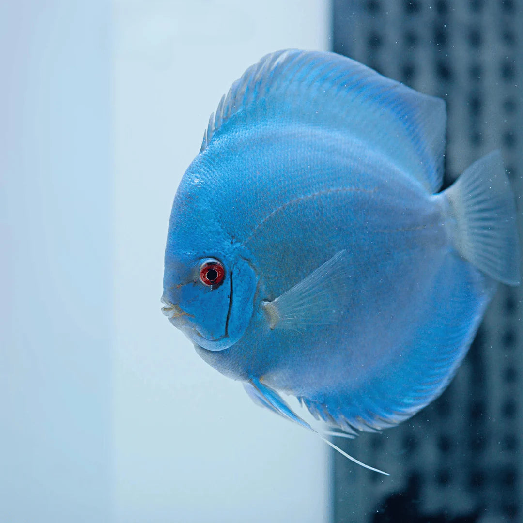 Blue Diamond Discus Fish