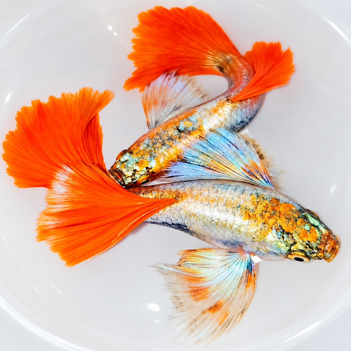 Dumbo Santa Claus Guppy Fish