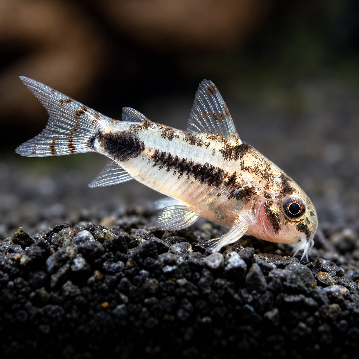 Dwarf Salt and Pepper Cory Catfish – Corydoras Habrosus