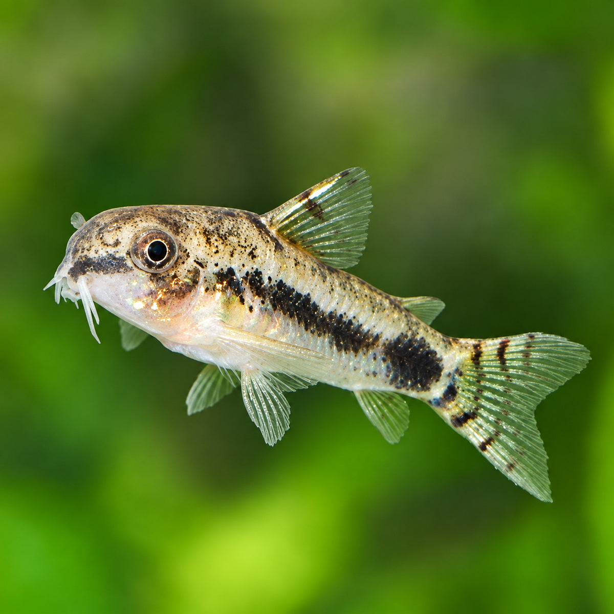 Dwarf Salt and Pepper Cory Catfish – Corydoras Habrosus