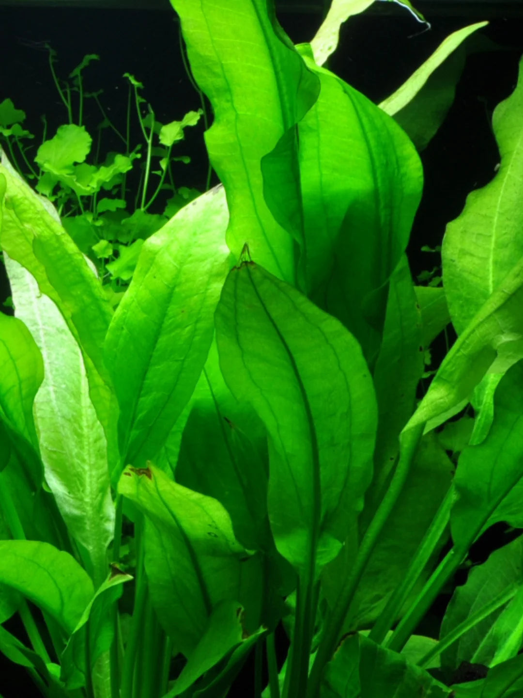 Echinodorus Bleheri Amazon Sword Aquatic Plant