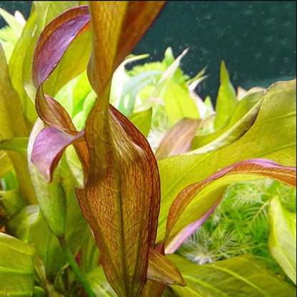 Echinodorus Fancy Twist Aquatic Plant