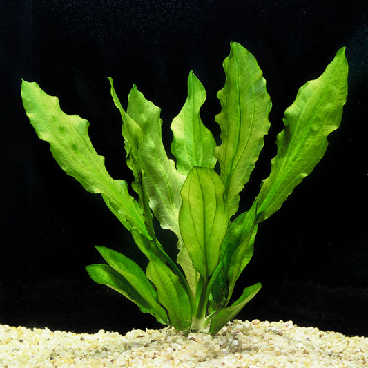 Echinodorus Major Martii Ruffle Sword Aquatic Plant