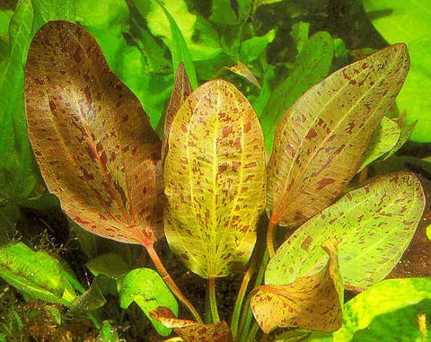 Echinodorus Ozelot Red Aquatic Plant