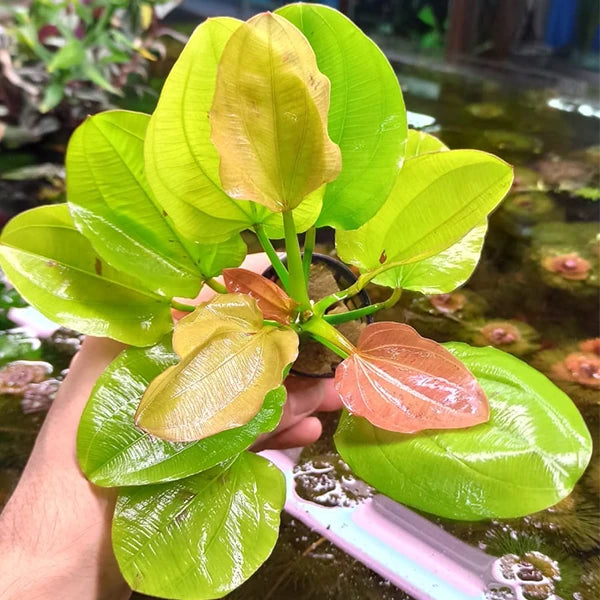 Echinodorus Yellow Sun