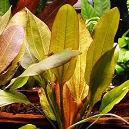 Echinodorus Big Bear Aquatic Plant