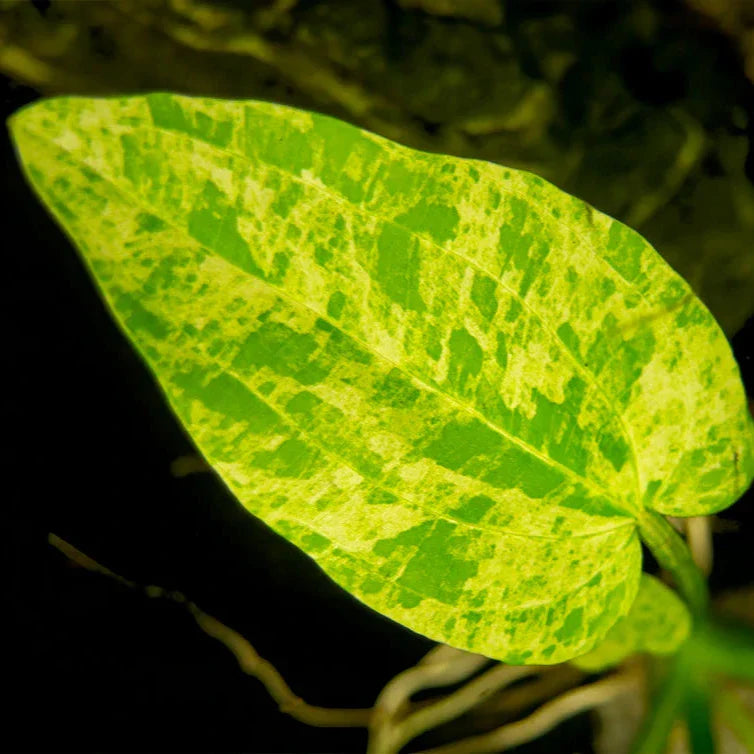 Echinodorus Marble Queen Aquatic Plant