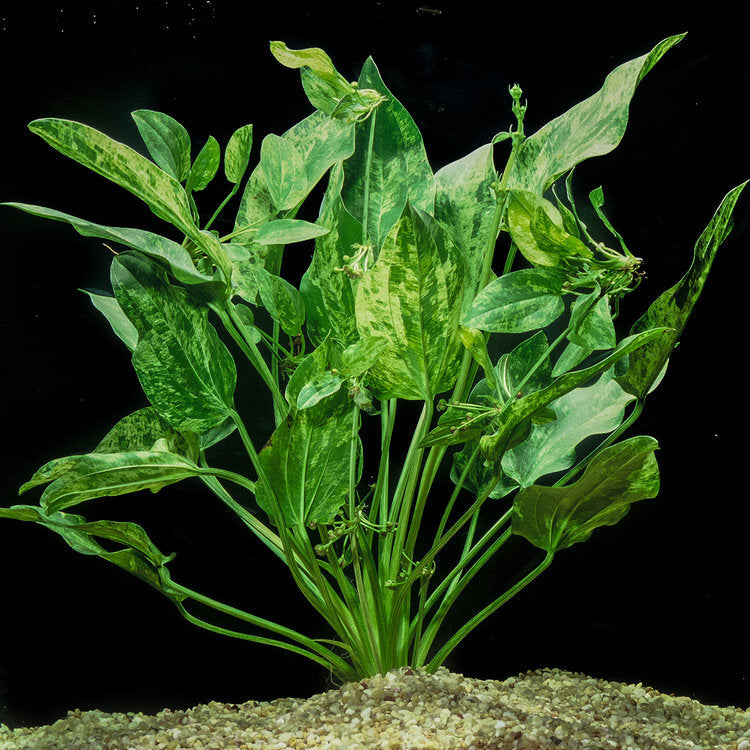 Echinodorus Marble Queen Aquatic Plant