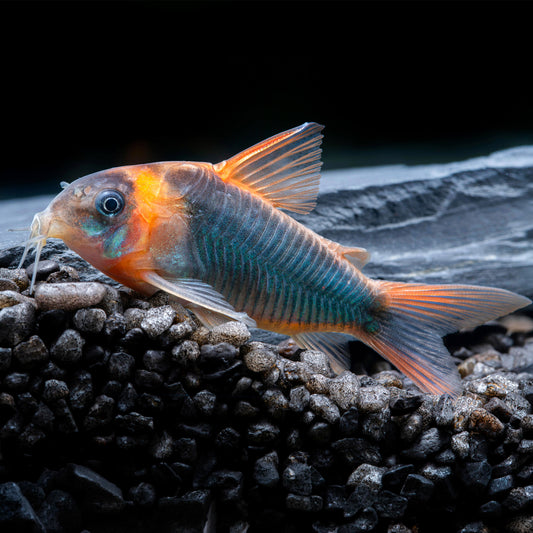 Eques Cory Catfish – Osteogaster Eques