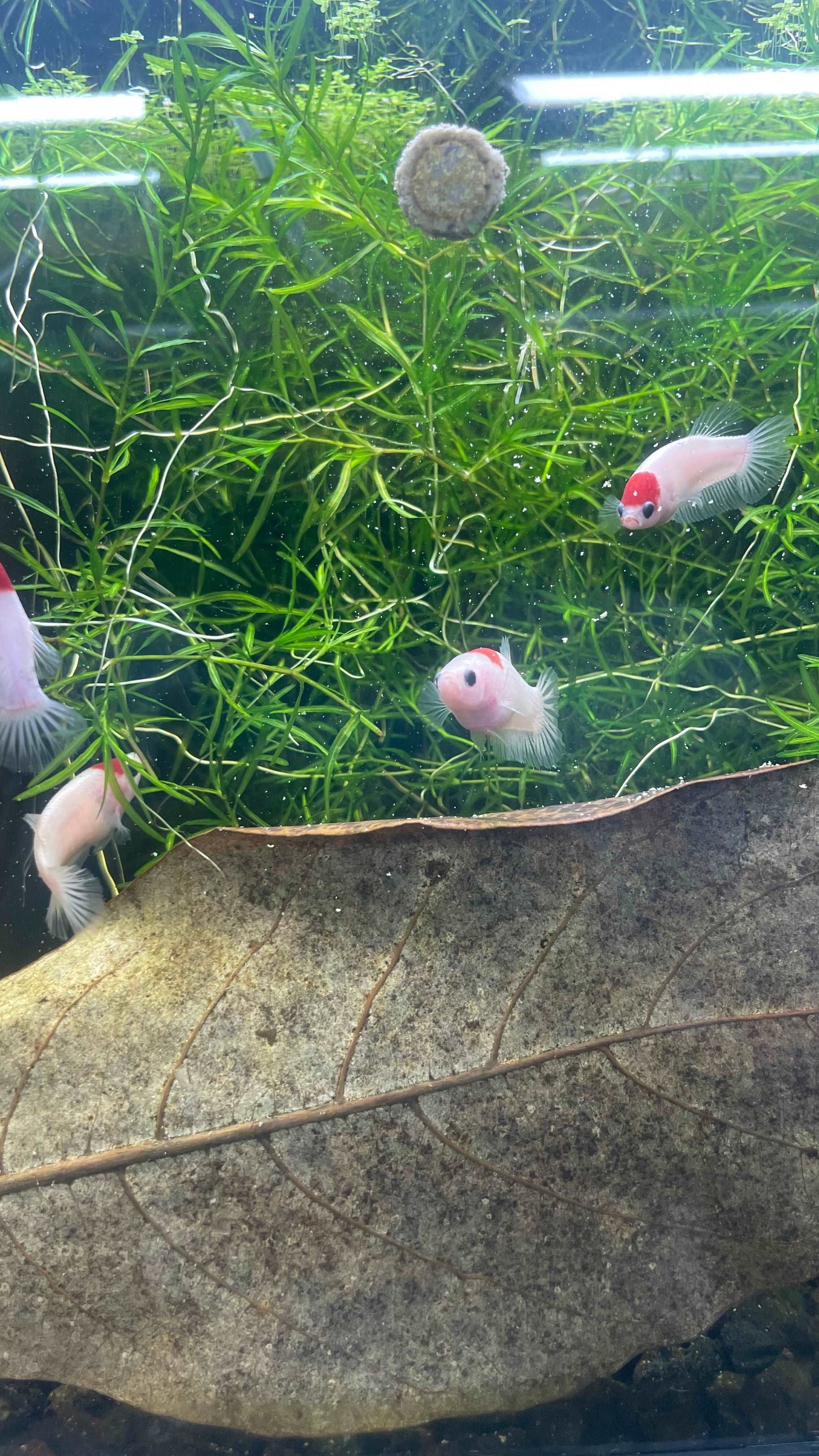 Tancho Female Betta Fish