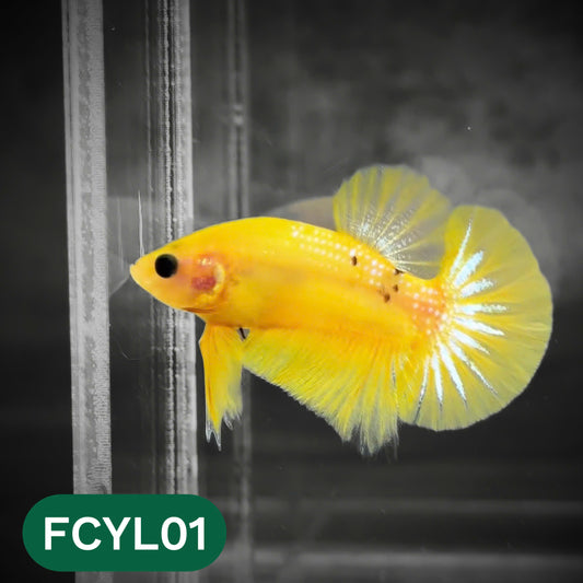 Yellow Fancy Male Betta Fish | Order Directly From Farm | You Pick Fish