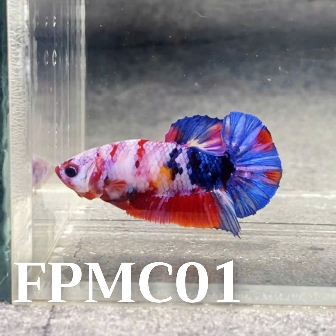 Multicolor Female Betta Fish | You Pick Fish  | High Grade