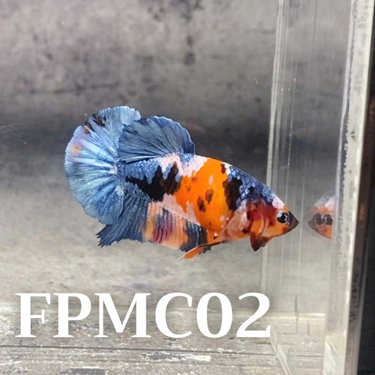 Multicolor Female Betta Fish | You Pick Fish  | High Grade