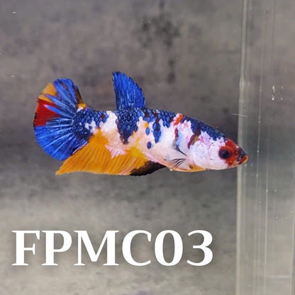 Multicolor Female Betta Fish | You Pick Fish  | High Grade