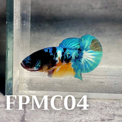 Multicolor Female Betta Fish | You Pick Fish  | High Grade