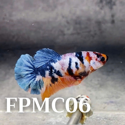 Multicolor Female Betta Fish | You Pick Fish  | High Grade