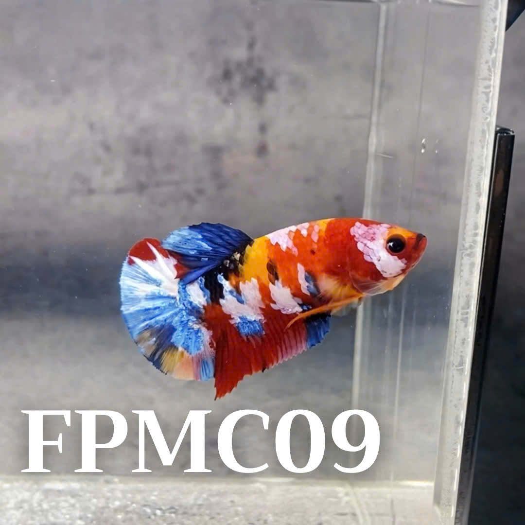 Multicolor Female Betta Fish | You Pick Fish  | High Grade