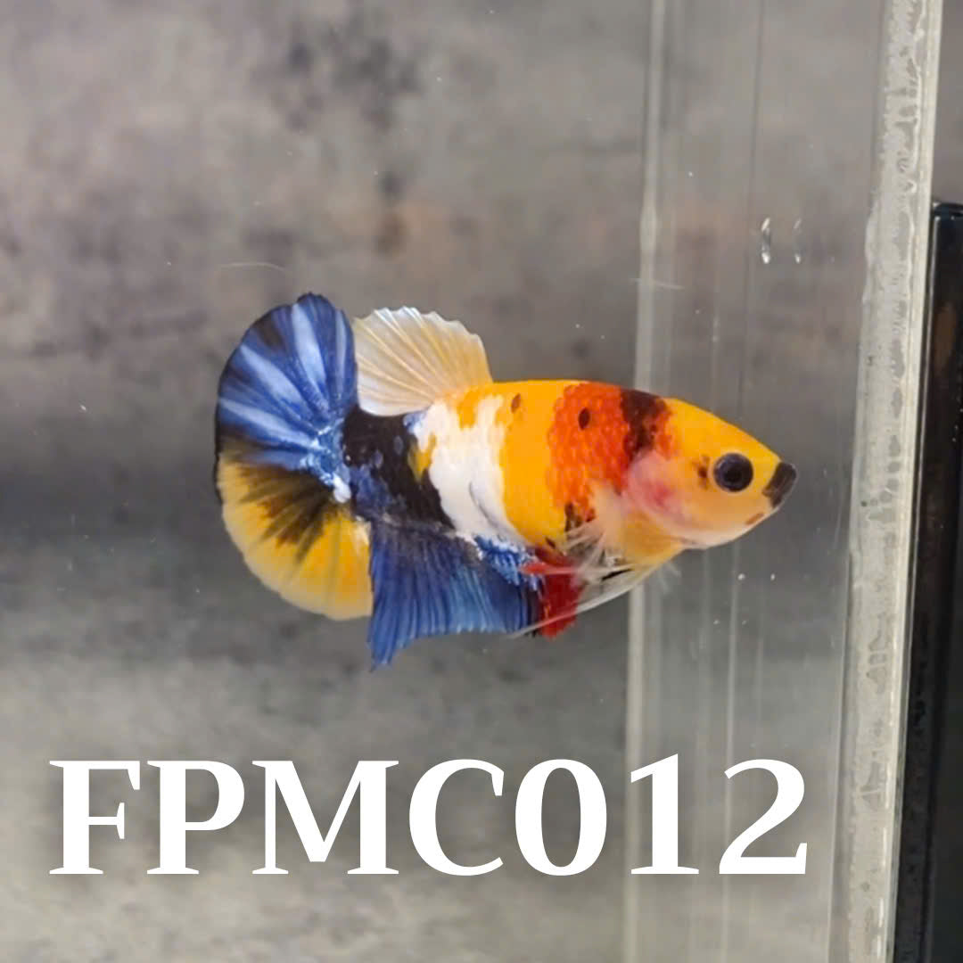 Multicolor Female Betta Fish | You Pick Fish  | High Grade