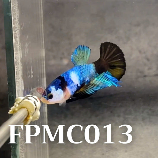 Multicolor Female Betta Fish | You Pick Fish  | High Grade