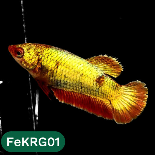 Koi Red Gold Female Betta Fish | You Pick Fish | High Grade