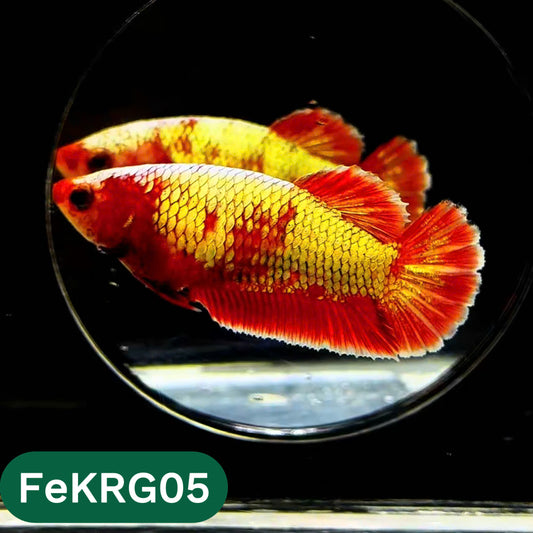 Koi Red Gold Female Betta Fish | You Pick Fish | High Grade