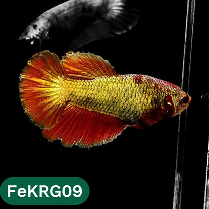 Koi Red Gold Female Betta Fish | You Pick Fish | High Grade