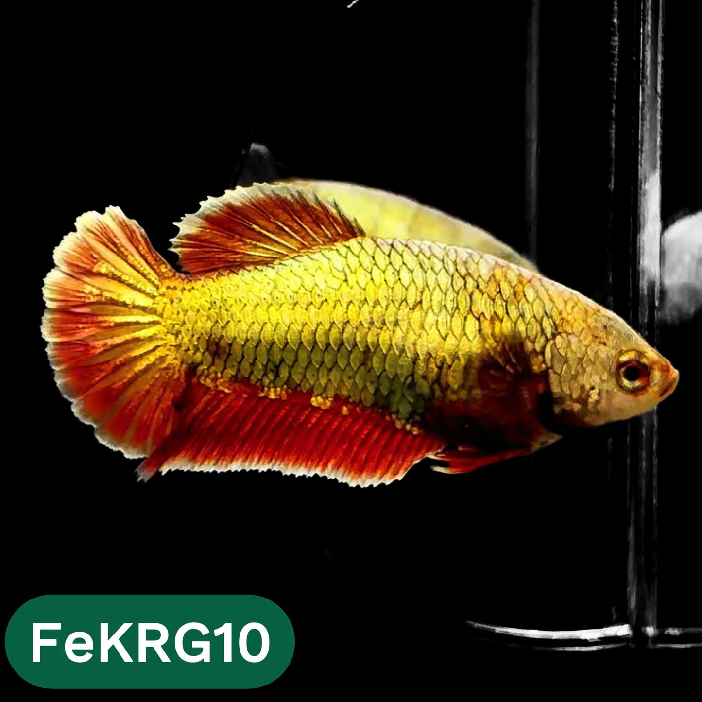 Koi Red Gold Female Betta Fish | You Pick Fish | High Grade