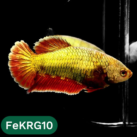 Koi Red Gold Female Betta Fish | You Pick Fish | High Grade