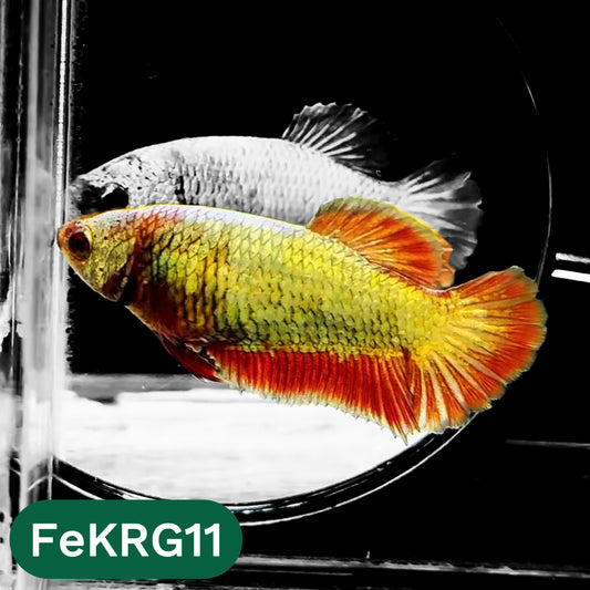Koi Red Gold Female Betta Fish | You Pick Fish | High Grade