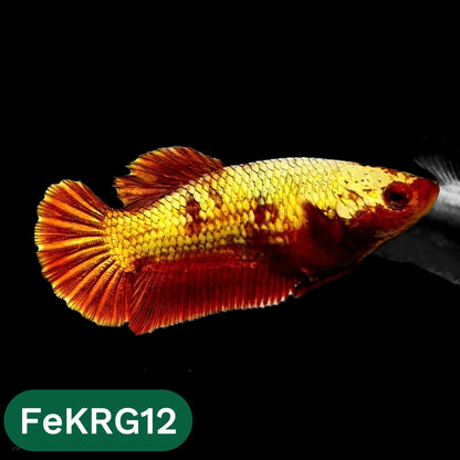 Koi Red Gold Female Betta Fish | You Pick Fish | High Grade