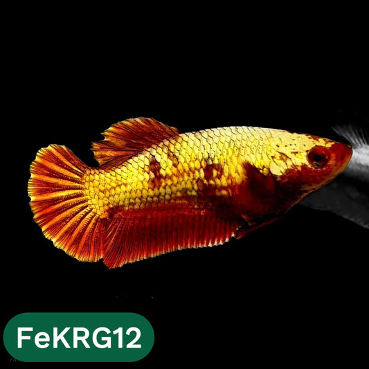Koi Red Gold Female Betta Fish | You Pick Fish | High Grade