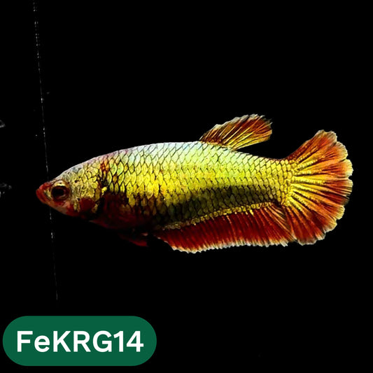 Koi Red Gold Female Betta Fish | You Pick Fish | High Grade