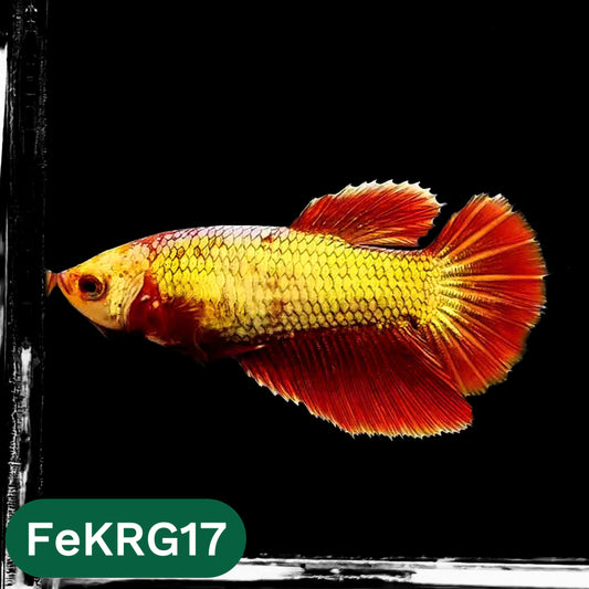 Koi Red Gold Female Betta Fish | You Pick Fish | High Grade
