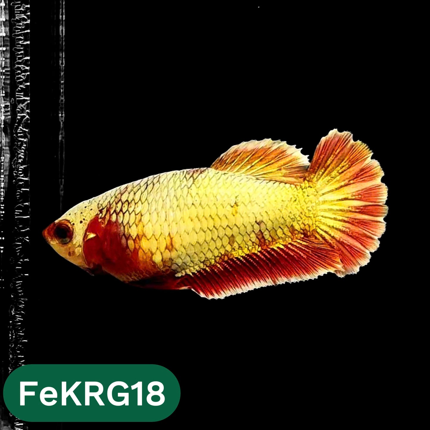 Koi Red Gold Female Betta Fish | You Pick Fish | High Grade