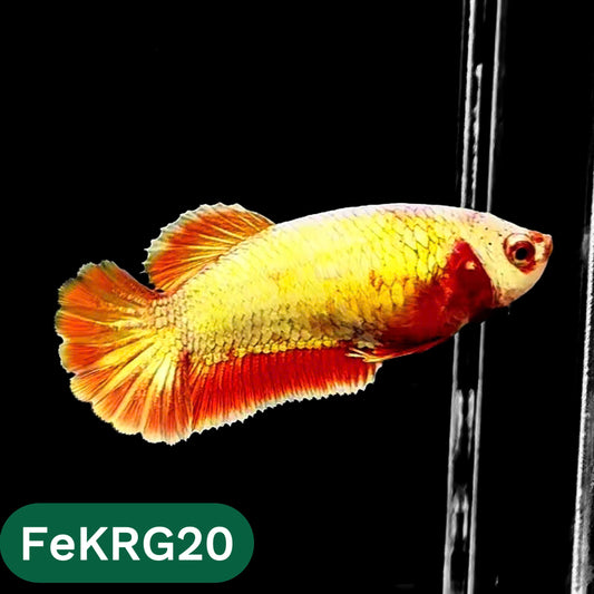 Koi Red Gold Female Betta Fish | You Pick Fish | High Grade