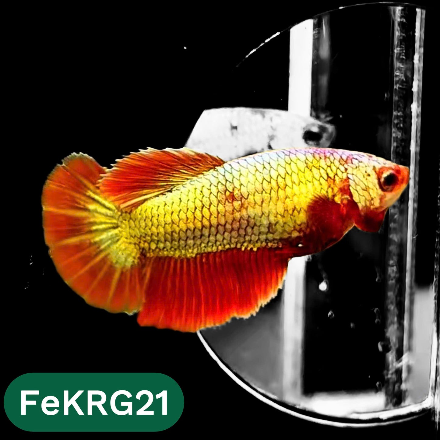 Koi Red Gold Female Betta Fish | You Pick Fish | High Grade