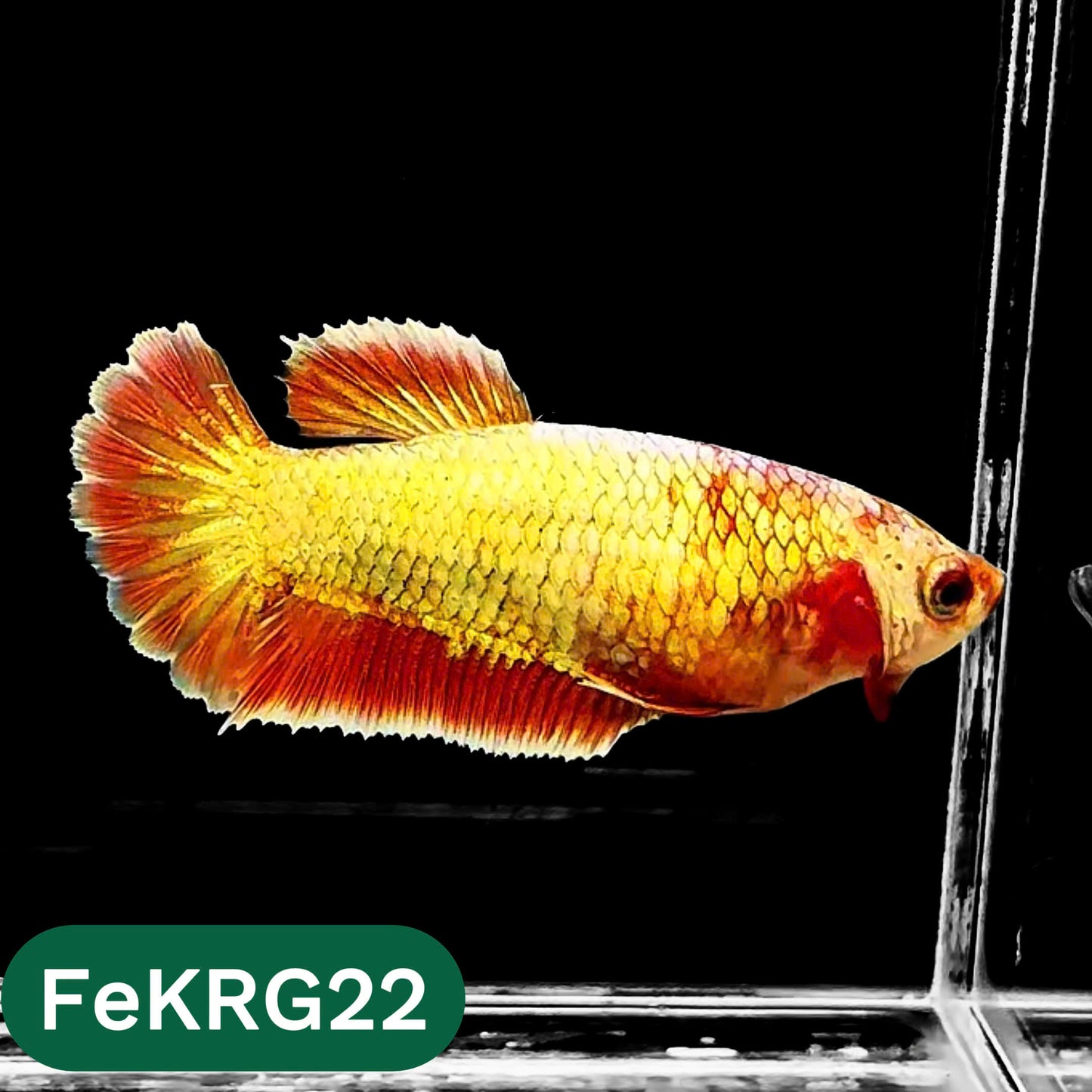 Koi Red Gold Female Betta Fish | You Pick Fish | High Grade