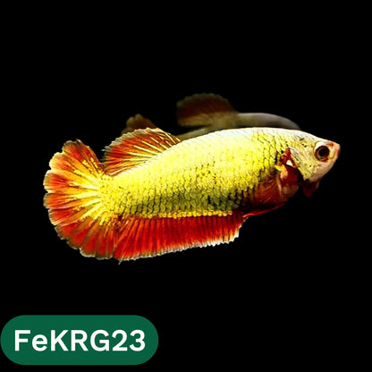 Koi Red Gold Female Betta Fish | You Pick Fish | High Grade