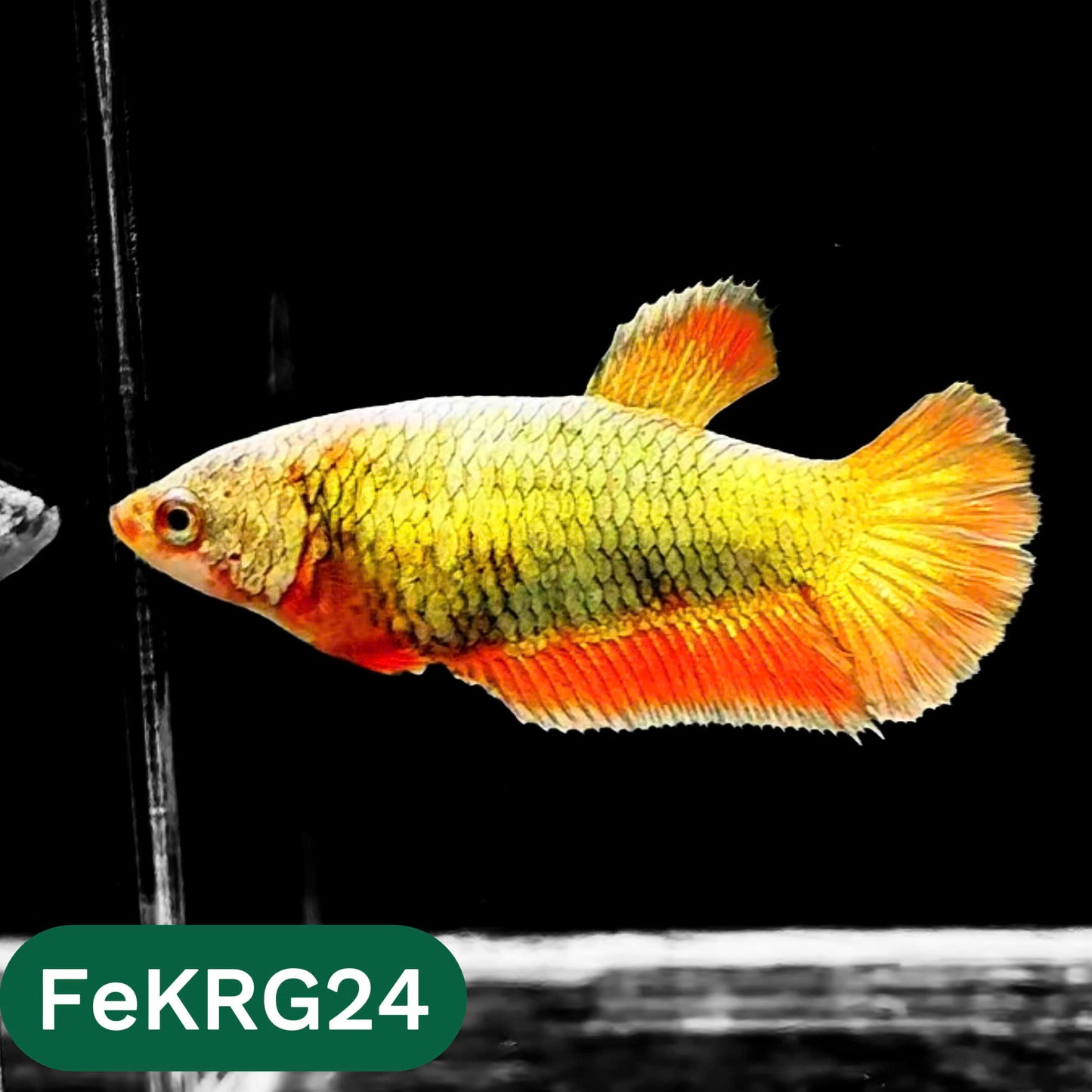 Koi Red Gold Female Betta Fish | You Pick Fish | High Grade