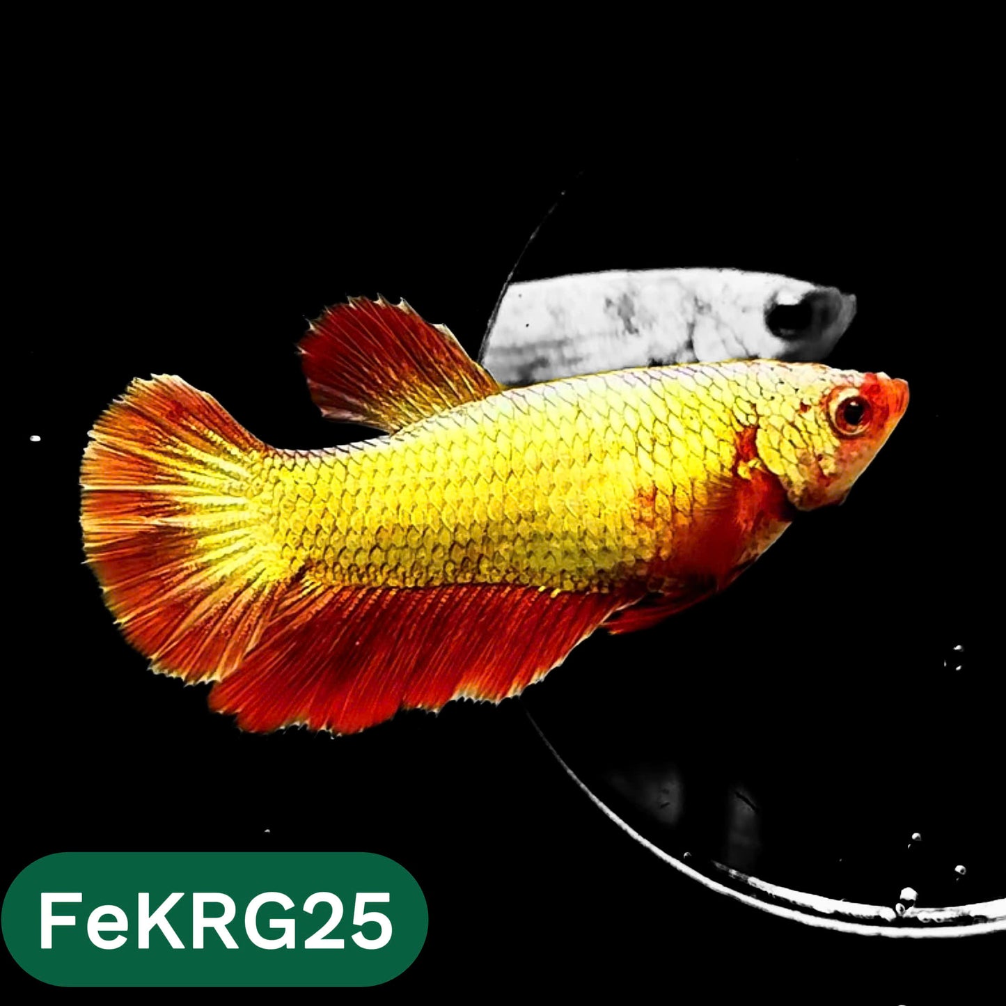Koi Red Gold Female Betta Fish | You Pick Fish | High Grade