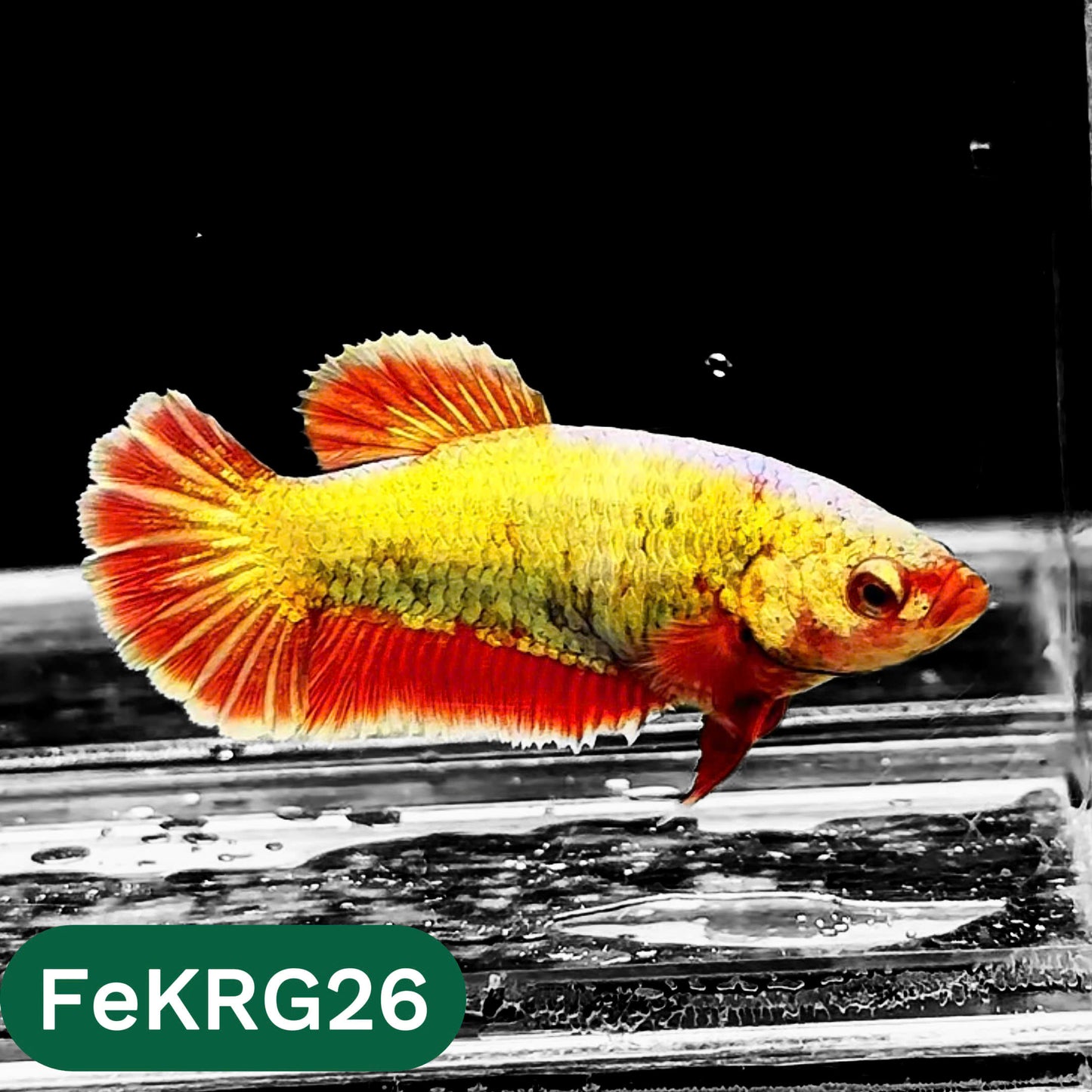 Koi Red Gold Female Betta Fish | You Pick Fish | High Grade