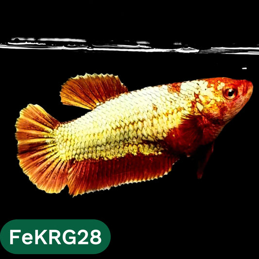 Koi Red Gold Female Betta Fish | You Pick Fish | High Grade